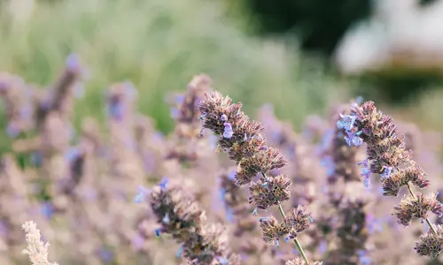 Hallbarhet Lavendel Am00001648